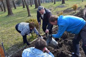 Рівненщина: У Дубно на «Острівку» висаджено 70 кущів троянд