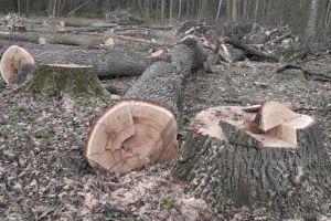Київ: Замість дубового гаю — багатоповерхівки