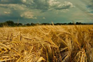 Жнива на Херсонщині очікують з тривогою
