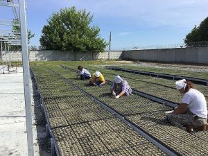 Хмельниччина: Крихітні деревця уміщаються на долоні
