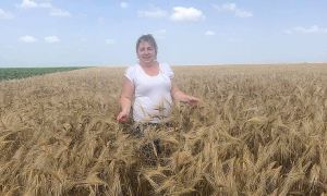 Як не посуха, то дощі. Якість зерна може істотно знизитися