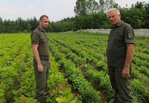Волинь: Ліс — ровесник Незалежності