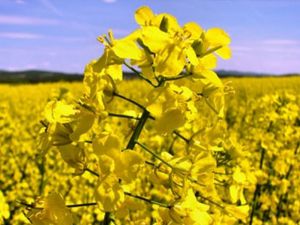 Ріпак порадував намолотами