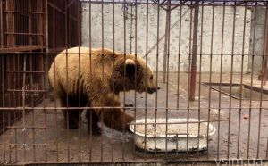 Ведмеді в добрі руки