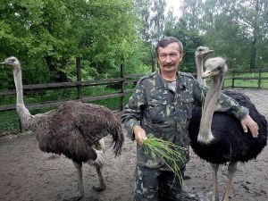 У Бондарівці прижилися страуси