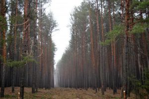 На Житомирщині подбають про зелені легені
