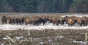 Вінниччина: Очистити річку і нагодувати... зубрів