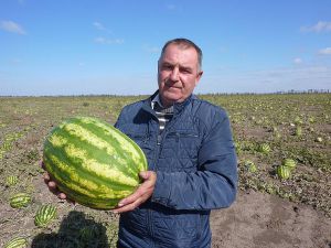 Кавуни роздали б, та не бере ніхто