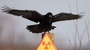 Житомирщина: Найбільш забруднені — дари лісу та молоко
