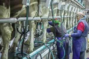 Молочні ріки обміліли: На півдні країни вирішили вдатися до запропонованої вченими формули їх наповнення