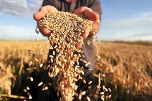 Королева ланів розщедрилася по-королівськи