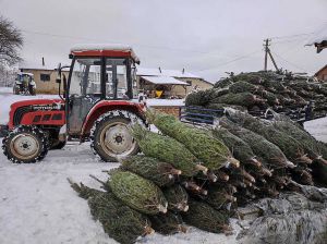 Ферма хвойних красунь на узліссі