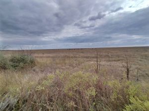 Забороняють безоплатну передачу земель у приватну власність 