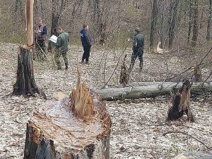 Винуватців незаконної рубки дерев – до відповідальності!