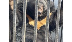  Хмельниччина: І ведмеді стали переселенцями