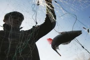 Під крильцем окупантів рибні браконьєри геть розперезалися