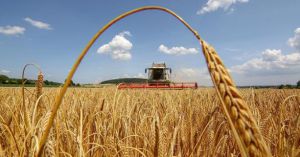Попри війну в Україні дві області вже розпочали жнива
