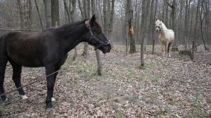 Коней-переселенців знову треба рятувати Російські агресори вбивають не тільки людей, а й тварин