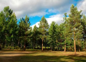 Рашистська орда випалює рукотворні ліси