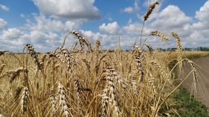 На Вінниччині обмолотили четверту частину площі