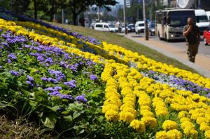 Панно, присвячене героям-азовцям, розквітло біля Печерського мосту в столиці