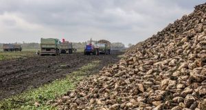 Буряки викопали,  але ще не скрізь вивезли з поля