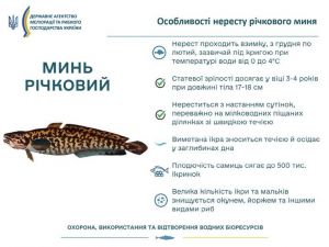 Особливості нересту річкового миня