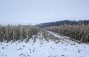 Підвела кукурудза