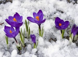 Не купуйте та не зривайте первоцвіти, бережіть природу