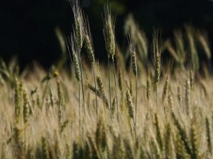 Визріли перші прогнози