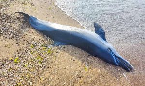 Знищений крейсер руйнує екосистему Чорного моря