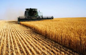 Посівні площі скорочуються, але валовий збір зерна залишиться вагомим