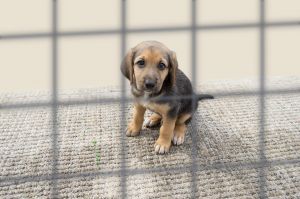 «Не купуй – прихисти»: у Києві втретє відбудуться наймасштабніші в Україні Дні адопції тварин