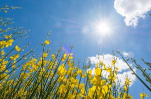 Міжнародний день святкування сонцестояння