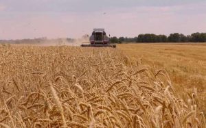 В Україні розпочалися жнива пшениці