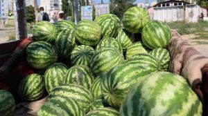 На Сумщині розпочали обмолот ранніх сільгоспкультур, а на Херсонщині — збір баштанних культур