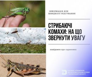 На Волині діє гаряча лінія для повідомлень про виявлення саранових