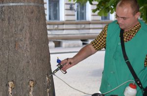 В Одесі вакцинували близько тисячі каштанів від шкідників