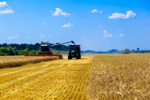 На фінішній прямій: Львівщина завершує збирання ранніх зернових та ріпаку
