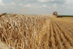 Українські аграрії зібрали майже 30 мільйонів тонн зернових культур