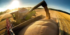 Україна експортувала більш як 8,3 мільйона тонн зерна та борошна в 2025/2026 МР