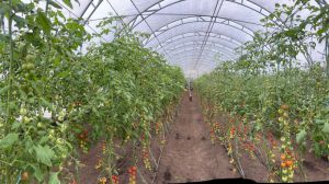 Релоковане агропідприємство з Херсонщини розвиває виробництво на Рівненщині