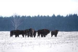 На Львівщині проведуть облік зубрів, занесених до Червоної книги України