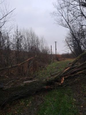 Через пориви вітру на Прикарпатті знеструмлено 23 населені пункти