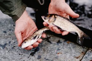 На Черкащині випустили ще 9 тонн товстолоба у межах природоохоронної акції