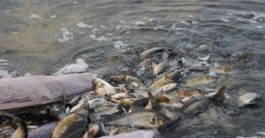 Змінено порядок надання державної підтримки рибним господарствам