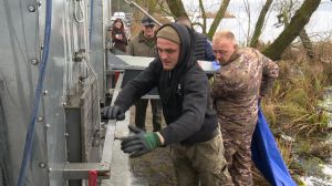 Тернопільщина продовжує зариблення річки Серет у межах програми розвитку рибного господарства