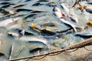 Україна отримала від ЄС та ФАО обладнання для наукових досліджень у рибному господарстві