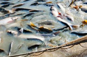 Україна отримала від ЄС та ФАО обладнання для наукових досліджень у рибному господарстві 