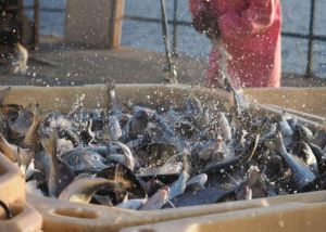 Нова модель розвитку рибного господарства з фокусом на аквакультуру та марикультуру – Комітет з питань аграрної та земельної політики рекомендував прийняти у другому читанні законопроєкт № 12384